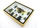 Echte tropische Insekten - Einzelstück - im 3D M-Schaukasten - Wandbild 8-A-M-03 – Bild 7