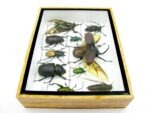 Echte tropische Insekten - Einzelstück - im 3D M-Schaukasten - Wandbild 8-A-M-03 – Bild 8
