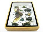 Echte tropische Insekten - Einzelstück - im 3D M-Schaukasten - Wandbild 8-A-M-03 – Bild 9