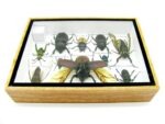 Echte tropische Insekten - Einzelstück - im 3D M-Schaukasten - Wandbild 8-A-M-03 – Bild 10