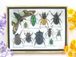 Echte tropische Insekten - Einzelstück - im 3D M-Schaukasten - Wandbild 7-A-M-04