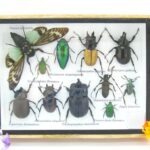 Echte tropische Insekten - Einzelstück - im 3D M-Schaukasten - Wandbild 7-A-M-04