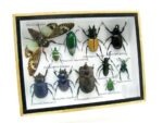 Echte tropische Insekten - Einzelstück - im 3D M-Schaukasten - Wandbild 7-A-M-04 – Bild 2