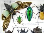 Echte tropische Insekten - Einzelstück - im 3D M-Schaukasten - Wandbild 7-A-M-04 – Bild 4