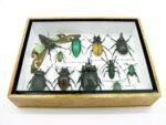 Echte tropische Insekten - Einzelstück - im 3D M-Schaukasten - Wandbild 7-A-M-04 – Bild 5