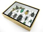 Echte tropische Insekten - Einzelstück - im 3D M-Schaukasten - Wandbild 7-A-M-04 – Bild 6
