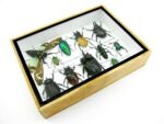 Echte tropische Insekten - Einzelstück - im 3D M-Schaukasten - Wandbild 7-A-M-04 – Bild 7