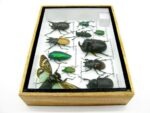 Echte tropische Insekten - Einzelstück - im 3D M-Schaukasten - Wandbild 7-A-M-04 – Bild 8
