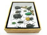 Echte tropische Insekten - Einzelstück - im 3D M-Schaukasten - Wandbild 7-A-M-04 – Bild 9