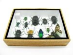 Echte tropische Insekten - Einzelstück - im 3D M-Schaukasten - Wandbild 7-A-M-04 – Bild 10