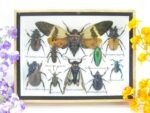 Echte tropische Insekten - Einzelstück - im 3D M-Schaukasten - Wandbild 3-A-M-05