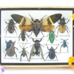 Echte tropische Insekten - Einzelstück - im 3D M-Schaukasten - Wandbild 3-A-M-05