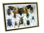 Echte tropische Insekten - Einzelstück - im 3D M-Schaukasten - Wandbild 3-A-M-05 – Bild 2