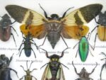 Echte tropische Insekten - Einzelstück - im 3D M-Schaukasten - Wandbild 3-A-M-05 – Bild 4