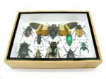 Echte tropische Insekten - Einzelstück - im 3D M-Schaukasten - Wandbild 3-A-M-05 – Bild 5