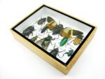 Echte tropische Insekten - Einzelstück - im 3D M-Schaukasten - Wandbild 3-A-M-05 – Bild 6
