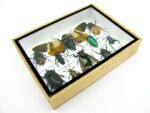 Echte tropische Insekten - Einzelstück - im 3D M-Schaukasten - Wandbild 3-A-M-05 – Bild 7