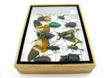 Echte tropische Insekten - Einzelstück - im 3D M-Schaukasten - Wandbild 3-A-M-05 – Bild 8