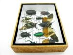 Echte tropische Insekten - Einzelstück - im 3D M-Schaukasten - Wandbild 3-A-M-05 – Bild 9
