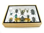Echte tropische Insekten - Einzelstück - im 3D M-Schaukasten - Wandbild 3-A-M-05 – Bild 10