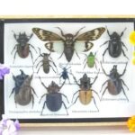 Echte tropische Insekten - Einzelstück - im 3D M-Schaukasten - Wandbild 1-A-M-07