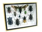 Echte tropische Insekten - Einzelstück - im 3D M-Schaukasten - Wandbild 4-A-M-06 – Bild 2