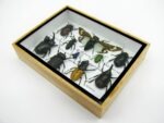 Echte tropische Insekten - Einzelstück - im 3D M-Schaukasten - Wandbild 4-A-M-06 – Bild 6