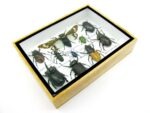 Echte tropische Insekten - Einzelstück - im 3D M-Schaukasten - Wandbild 4-A-M-06 – Bild 7