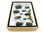 Echte tropische Insekten - Einzelstück - im 3D M-Schaukasten - Wandbild 4-A-M-06 – Bild 9