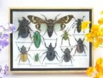 Echte tropische Insekten - Einzelstück - im 3D M-Schaukasten - Wandbild 2-A-M-08
