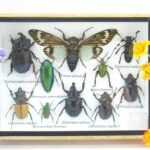 Echte tropische Insekten - Einzelstück - im 3D M-Schaukasten - Wandbild 2-A-M-08