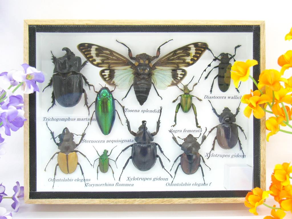 Wunderschöne, tropische und natürlich echte Insekten aus nachhaltiger Zucht im mittelgroßem Schaukasten a-insekten-M-08-a