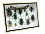 Echte tropische Insekten - Einzelstück - im 3D M-Schaukasten - Wandbild 2-A-M-08 – Bild 2