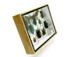 Echte tropische Insekten - Einzelstück - im 3D M-Schaukasten - Wandbild 2-A-M-08 – Bild 3