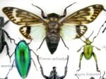 Echte tropische Insekten - Einzelstück - im 3D M-Schaukasten - Wandbild 2-A-M-08 – Bild 4