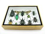 Echte tropische Insekten - Einzelstück - im 3D M-Schaukasten - Wandbild 2-A-M-08 – Bild 5
