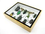 Echte tropische Insekten - Einzelstück - im 3D M-Schaukasten - Wandbild 2-A-M-08 – Bild 6