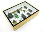 Echte tropische Insekten - Einzelstück - im 3D M-Schaukasten - Wandbild 2-A-M-08 – Bild 7