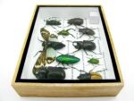 Echte tropische Insekten - Einzelstück - im 3D M-Schaukasten - Wandbild 2-A-M-08 – Bild 8