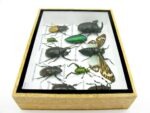 Echte tropische Insekten - Einzelstück - im 3D M-Schaukasten - Wandbild 2-A-M-08 – Bild 9