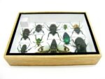 Echte tropische Insekten - Einzelstück - im 3D M-Schaukasten - Wandbild 2-A-M-08 – Bild 10