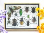 Echte tropische Insekten - Einzelstück - im 3D M-Schaukasten - Wandbild 1-A-M-09