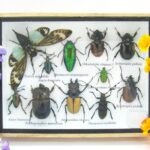 Echte tropische Insekten - Einzelstück - im 3D M-Schaukasten - Wandbild 1-A-M-09