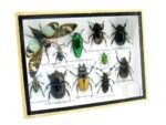 Echte tropische Insekten - Einzelstück - im 3D M-Schaukasten - Wandbild 1-A-M-09 – Bild 2