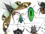 Echte tropische Insekten - Einzelstück - im 3D M-Schaukasten - Wandbild 1-A-M-09 – Bild 4