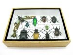 Echte tropische Insekten - Einzelstück - im 3D M-Schaukasten - Wandbild 1-A-M-09 – Bild 5