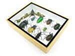 Echte tropische Insekten - Einzelstück - im 3D M-Schaukasten - Wandbild 1-A-M-09 – Bild 6