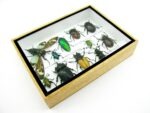 Echte tropische Insekten - Einzelstück - im 3D M-Schaukasten - Wandbild 1-A-M-09 – Bild 7