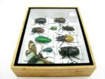 Echte tropische Insekten - Einzelstück - im 3D M-Schaukasten - Wandbild 1-A-M-09 – Bild 8