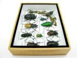 Echte tropische Insekten - Einzelstück - im 3D M-Schaukasten - Wandbild 1-A-M-09 – Bild 9